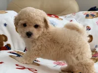 Mbappe, a male Maltipoo and Poodle - Toy  for sale in Tampa, FL – 10 of 10