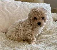 Sammy, a male Maltipoo and Poodle - Toy  for sale in Tampa, FL – 5 of 10