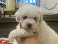 Moochi, a male Maltipoo and Poodle - Toy  for sale in Tampa, FL – 4 of 10