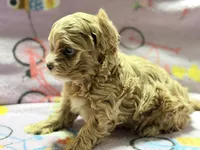 Messi , a male Maltipoo and Poodle - Toy  for sale in Tampa, FL – 3 of 10