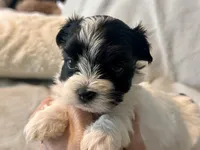 Milo Parti, a male Yorkshire Terrier for sale in Tampa, FL – 6 of 10