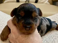 Niko, a male Yorkshire Terrier for sale in Tampa, FL – Photo 6 of 9