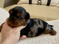 Niko, a male Yorkshire Terrier for sale in Tampa, FL – Photo 8 of 9