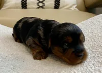 Niko, a male Yorkshire Terrier for sale in Tampa, FL – Photo 2 of 9