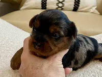 Niko, a male Yorkshire Terrier for sale in Tampa, FL – Photo 5 of 9