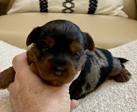 Niko, a male Yorkshire Terrier for sale in Tampa, FL – Photo 3 of 9