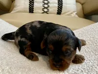 Niko, a male Yorkshire Terrier for sale in Tampa, FL – Photo 4 of 9