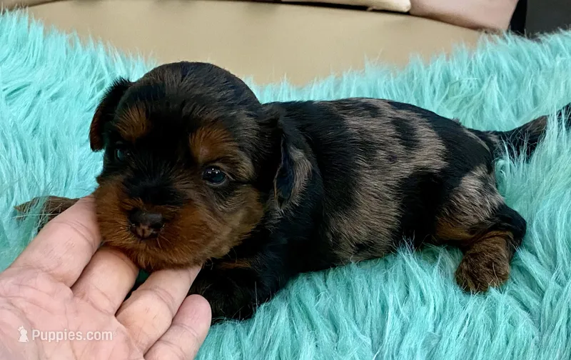 Niko – Yorkshire Terrier puppy for sale in Tampa, FL