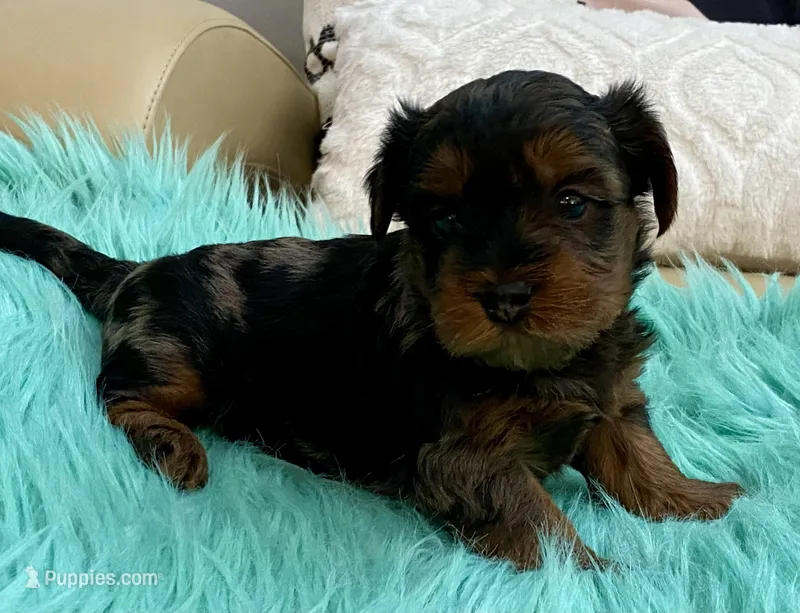 Niko – Yorkshire Terrier puppy on hold in Tampa, FL