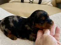 Niko, a male Yorkshire Terrier for sale in Tampa, FL – Photo 9 of 9