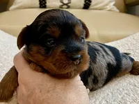 Niko, a male Yorkshire Terrier for sale in Tampa, FL – Photo 7 of 9