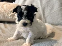 Milo Parti, a male Yorkshire Terrier for sale in Tampa, FL – 10 of 10