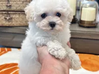 Lulu  Tiny , a female Maltipoo and Poodle - Toy  for sale in Tampa, FL – 3 of 10