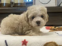Belshy, a female Maltipoo and Poodle - Toy  for sale in Tampa, FL – 4 of 10