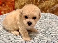Chloe , a female Maltipoo and Poodle - Toy  for sale in Tampa, FL – 4 of 9