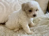Charlie, a male Maltipoo and Poodle - Toy  for sale in Tampa, FL – 5 of 8