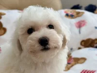 Toby , a male Maltipoo and Poodle - Toy  for sale in Tampa, FL – 6 of 10