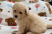 Mbappe, a male Maltipoo and Poodle - Toy  for sale in Tampa, FL – 8 of 10