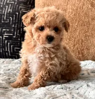 Bella  F1b Tiny , a female Maltipoo and Poodle - Toy  for sale in Tampa, FL – 5 of 10