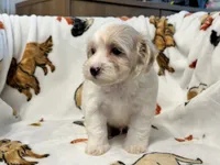Liam, a male Maltipoo and Poodle - Toy  for sale in Tampa, FL – 4 of 9