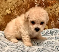 Chloe , a female Maltipoo and Poodle - Toy  for sale in Tampa, FL – 8 of 9