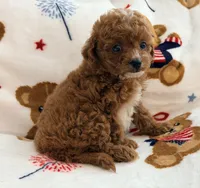 Rosie , a female Maltipoo and Poodle - Toy  for sale in Tampa, FL – 9 of 10
