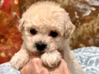 Chloe , a female Maltipoo and Poodle - Toy  for sale in Tampa, FL – 3 of 9