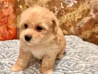 Loki, a male Maltipoo and Poodle - Toy  for sale in Tampa, FL – 7 of 10