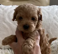 Izzy, a female Maltipoo and Poodle - Toy  for sale in Tampa, FL – 3 of 10