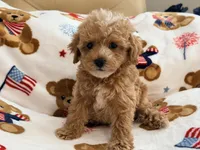 Rivaldo, a male Maltipoo and Poodle - Toy  for sale in Tampa, FL – 7 of 10