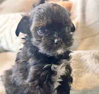 Niko Tiny, a male Yorkshire Terrier for sale in Tampa, FL – 5 of 10