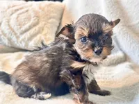 Lilly  Tiny , a female Yorkshire Terrier for sale in Tampa, FL – 10 of 10