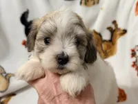 Piper , a female Yorkshire Terrier and Morkie for sale in Tampa, FL – 3 of 10