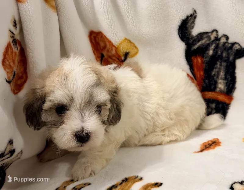 Piper  – Yorkshire Terrier, Morkie puppy for sale in Tampa, FL