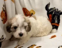 Piper , a female Yorkshire Terrier and Morkie for sale in Tampa, FL – 1 of 10