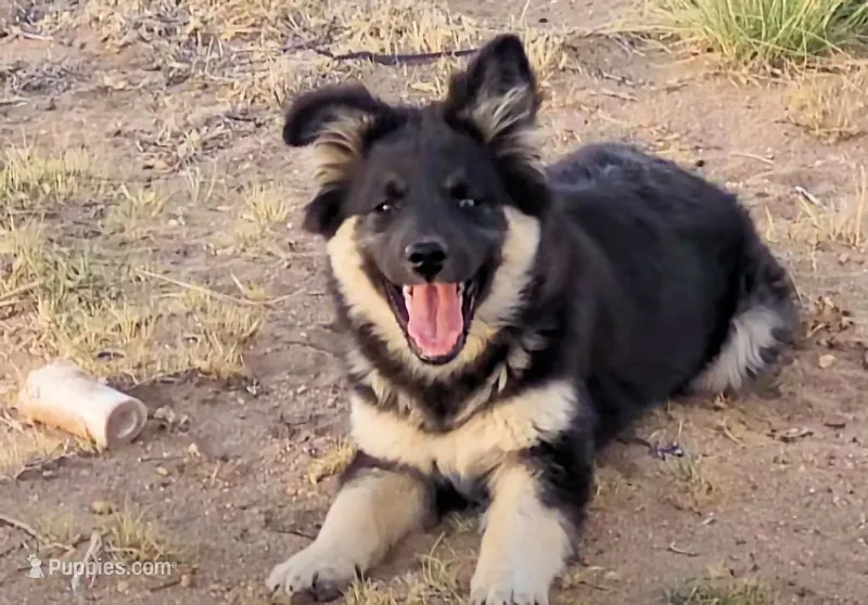 Sapphire – Australian Shepherd, Lapinporokoira (Lapponian Herder) puppy for sale in Blanca, CO