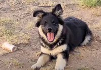 Sapphire, a female Australian Shepherd and Lapinporokoira (Lapponian Herder) for sale in Blanca, CO – 1 of 2