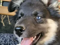 Sapphire, a female Australian Shepherd and Lapinporokoira (Lapponian Herder) for sale in Blanca, CO – 2 of 2