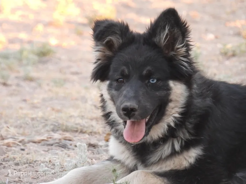 Sapphire – Australian Shepherd, Lapinporokoira (Lapponian Herder) puppy for sale in Blanca, CO