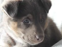 Cinnamon (Cindi), a female Australian Shepherd and Lapinporokoira (Lapponian Herder) for sale in Blanca, CO – 1 of 4