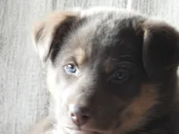 Cinnamon (Cindi), a female Australian Shepherd and Lapinporokoira (Lapponian Herder) for sale in Blanca, CO – 2 of 4