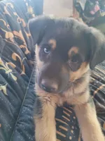 Azure Blue, a female Australian Shepherd and Lapinporokoira (Lapponian Herder) for sale in Blanca, CO – 3 of 5