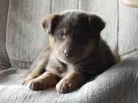 Cinnamon (Cindi), a female Australian Shepherd and Lapinporokoira (Lapponian Herder) for sale in Blanca, CO – 4 of 4