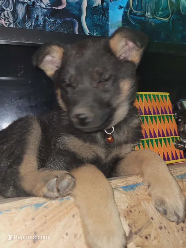 Jacklyn (Jackie) – Australian Shepherd, Lapinporokoira (Lapponian Herder) puppy for sale in Blanca, CO