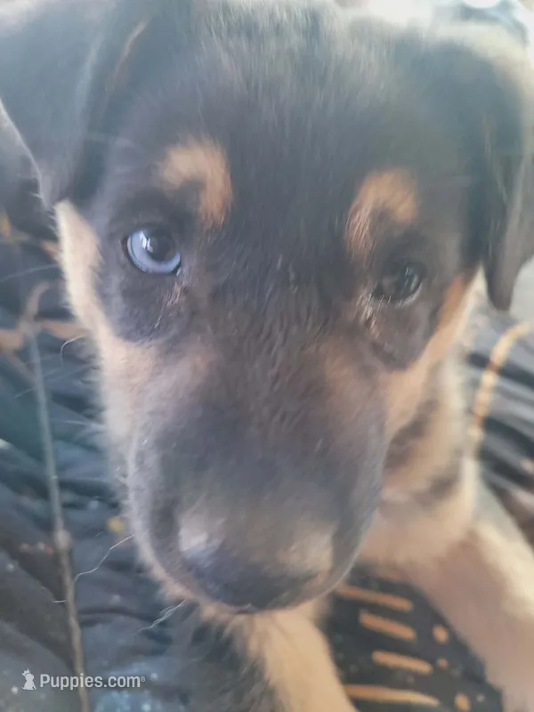 Azure Blue – Australian Shepherd, Lapinporokoira (Lapponian Herder) puppy for sale in Blanca, CO