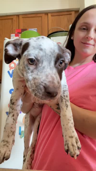 Coco/Sharky/Minnie, a female American Bully for sale in Plainfield, IL – 9 of 9