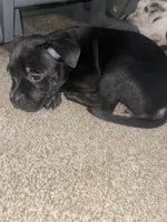 Kaede, a female American Bully for sale in Plainfield, IL – 5 of 7