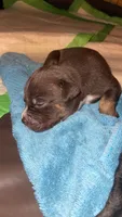 Smokey , a male American Bully for sale in Plainfield, IL – 3 of 7