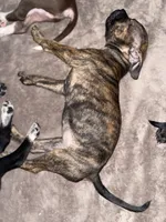 Brandi, a female American Bully for sale in Plainfield, IL – 7 of 9