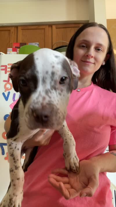 Vegeta, a male American Bully for sale in Plainfield, IL – 8 of 8